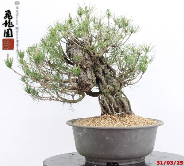 Pinus thunbergii - immagine 9