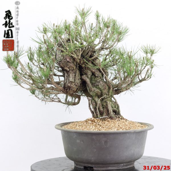 Pinus thunbergii - immagine 10