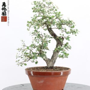 Crataegus monogyna