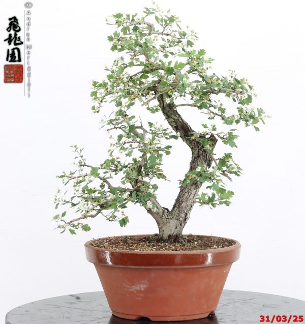 Crataegus monogyna