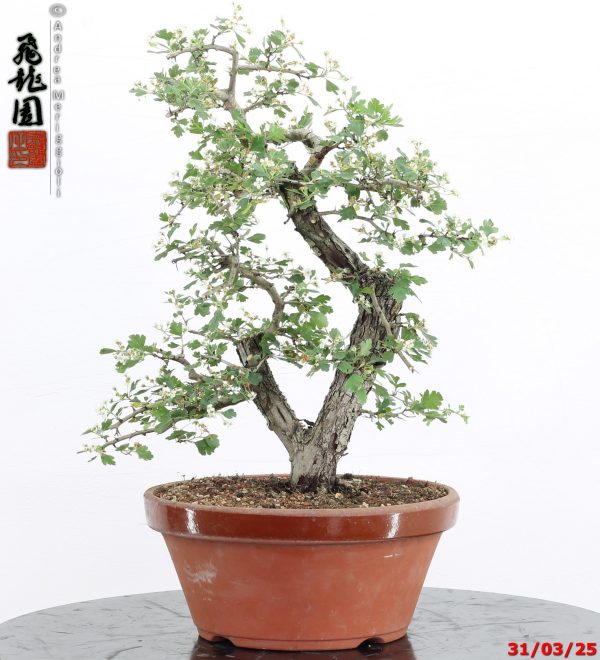 Crataegus monogyna - immagine 2