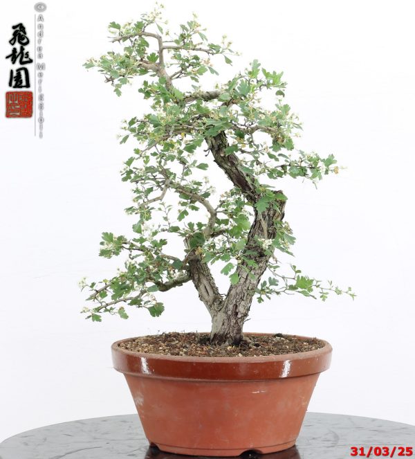 Crataegus monogyna - immagine 3