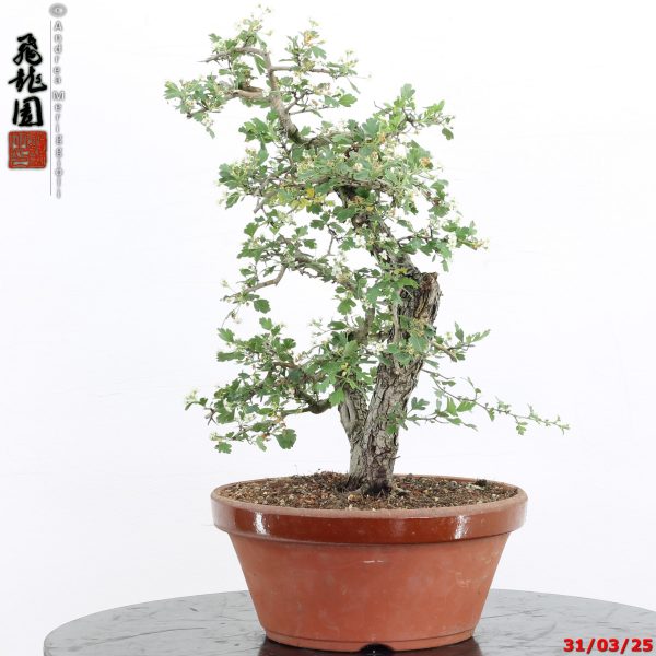 Crataegus monogyna - immagine 4