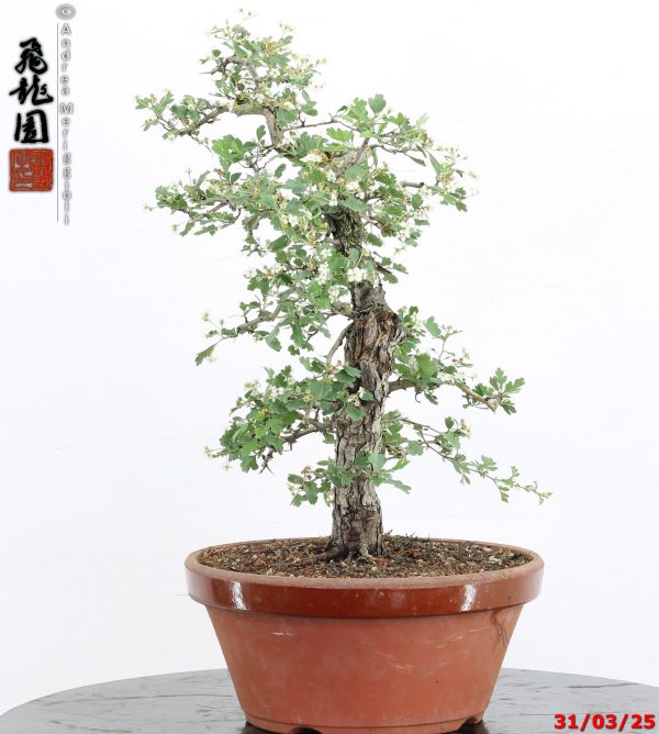 Crataegus monogyna - immagine 5