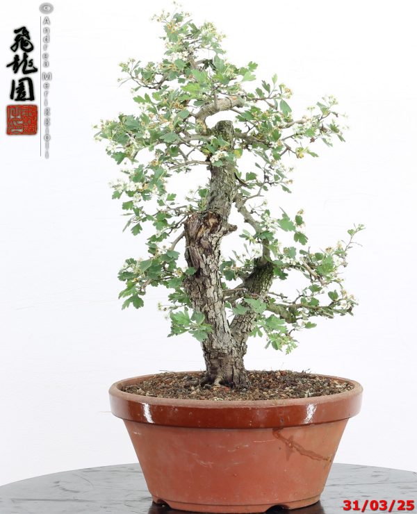 Crataegus monogyna - immagine 6