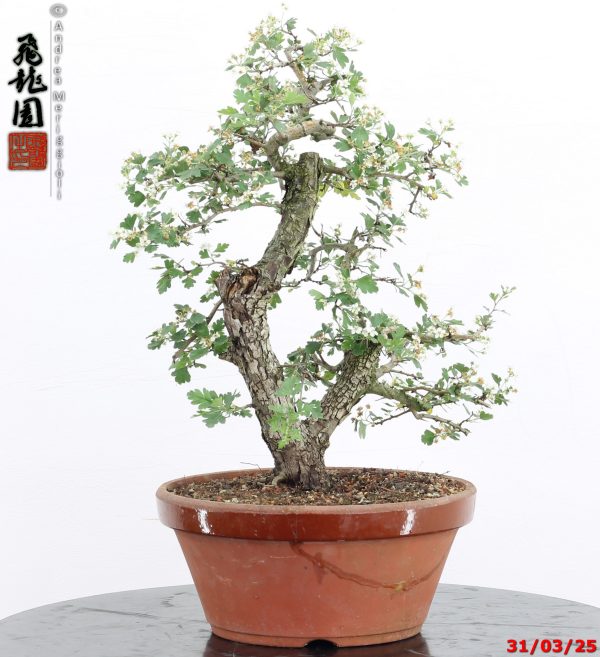 Crataegus monogyna - immagine 7