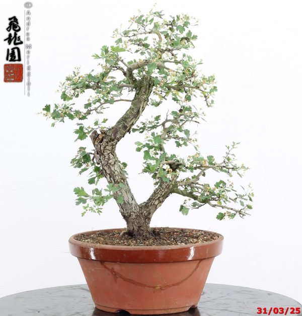 Crataegus monogyna - immagine 8