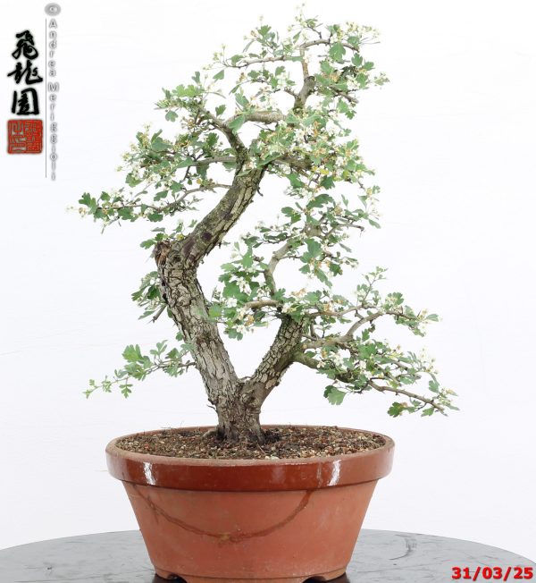 Crataegus monogyna - immagine 9