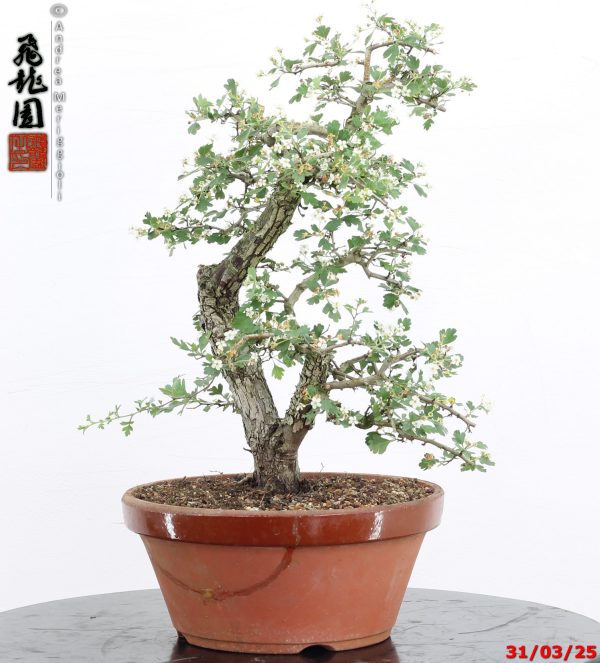 Crataegus monogyna - immagine 10