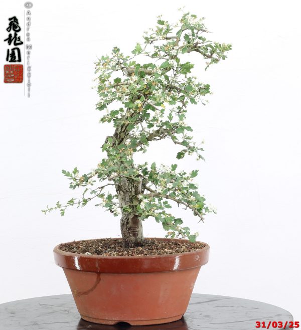 Crataegus monogyna - immagine 11