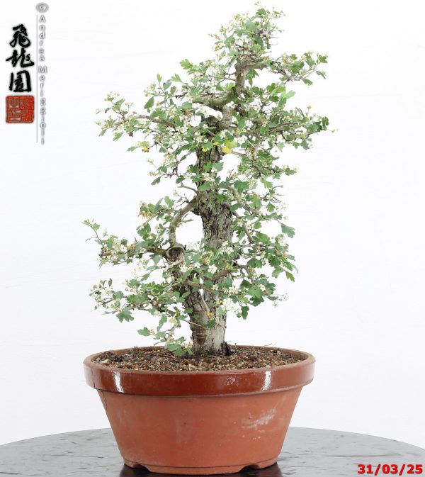 Crataegus monogyna - immagine 12