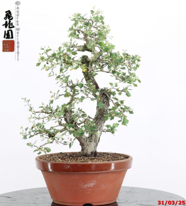 Crataegus monogyna - immagine 13