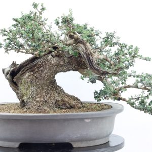 Olea oleaster