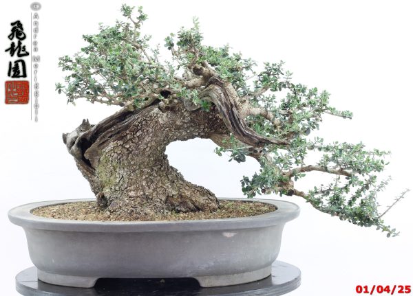 Olea oleaster
