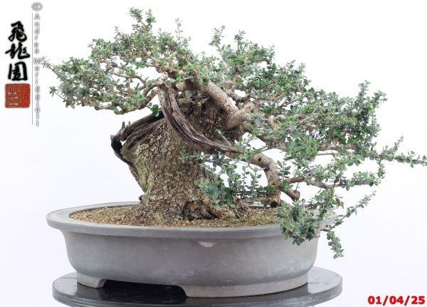 Olea oleaster - Image 2