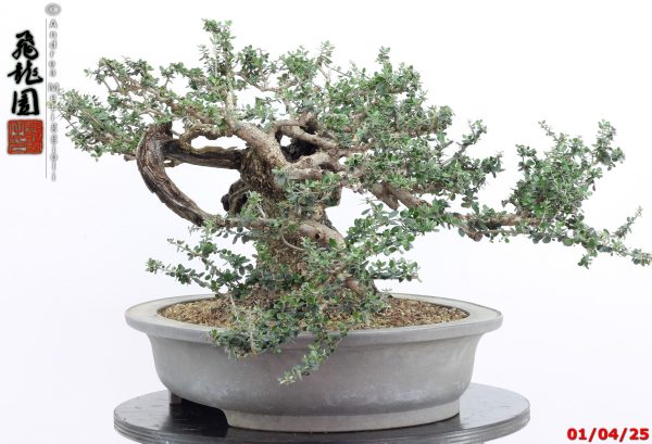 Olea oleaster - Image 3