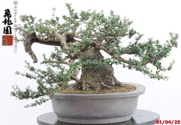 Olea oleaster - Image 4