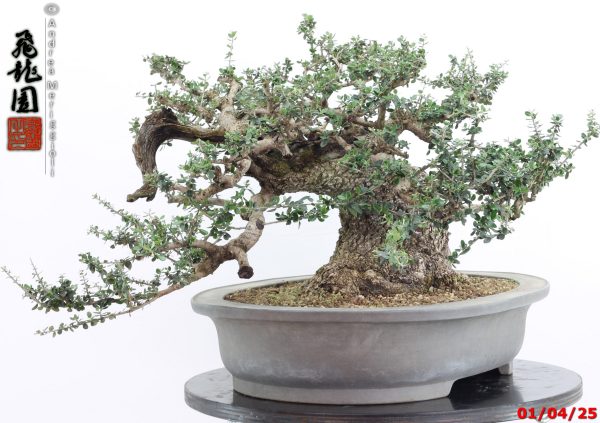 Olea oleaster - Image 5