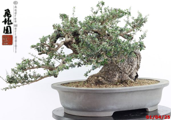 Olea oleaster - Image 6
