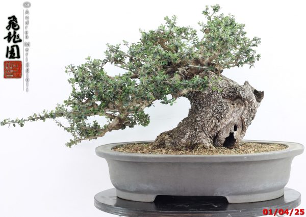 Olea oleaster - Image 7