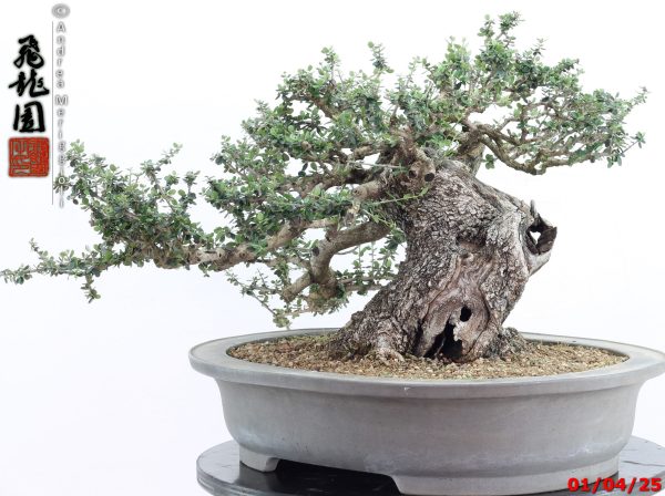 Olea oleaster - Image 8