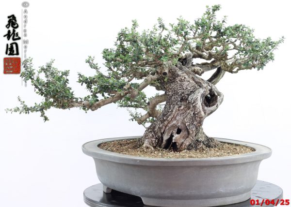 Olea oleaster - Image 9