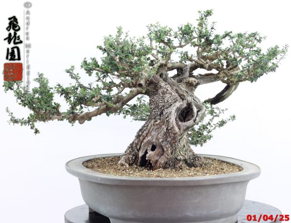 Olea oleaster - Image 10