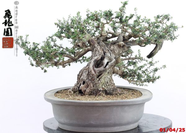 Olea oleaster - Image 11