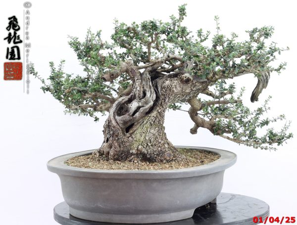 Olea oleaster - Image 12