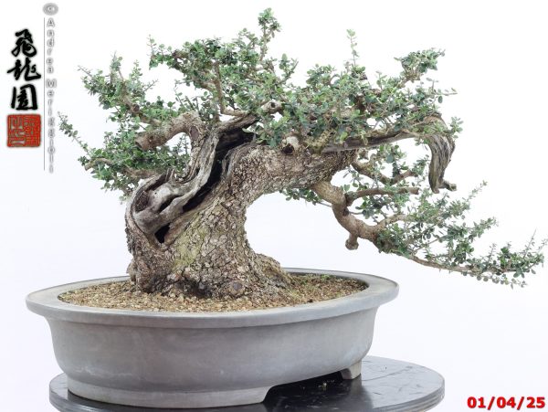 Olea oleaster - Image 13