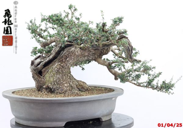 Olea oleaster - Image 14