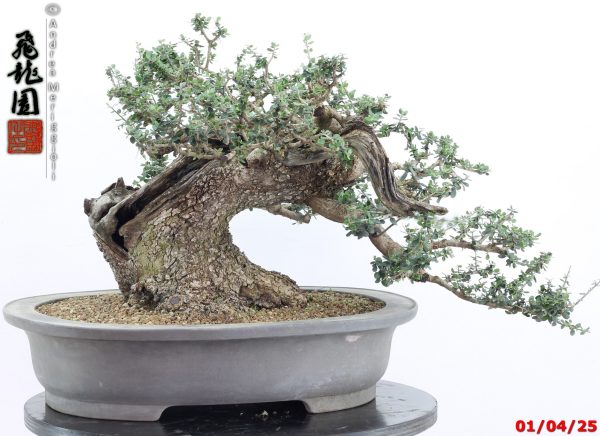 Olea oleaster - Image 15