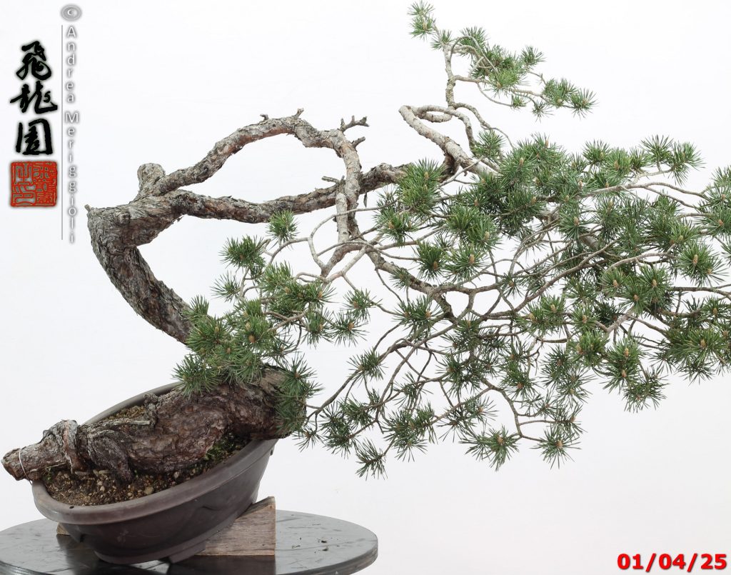 Pinus sylvestris