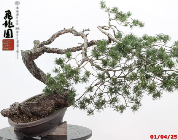Pinus sylvestris