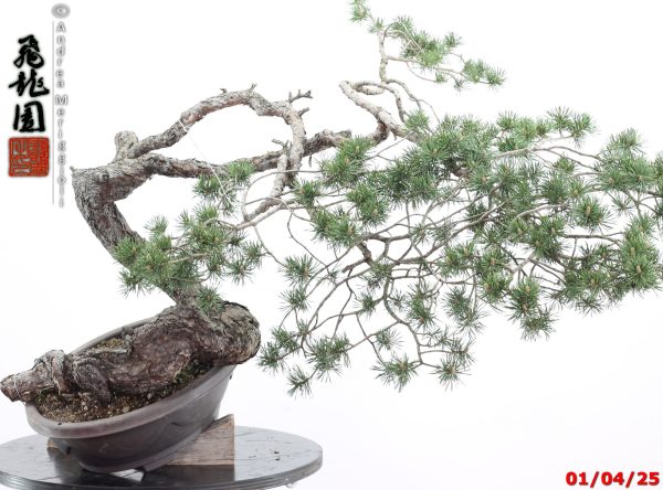 Pinus sylvestris - immagine 2