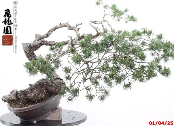 Pinus sylvestris - immagine 3