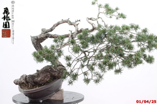 Pinus sylvestris - immagine 4