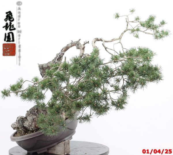 Pinus sylvestris - immagine 5