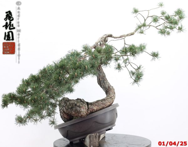 Pinus sylvestris - immagine 6
