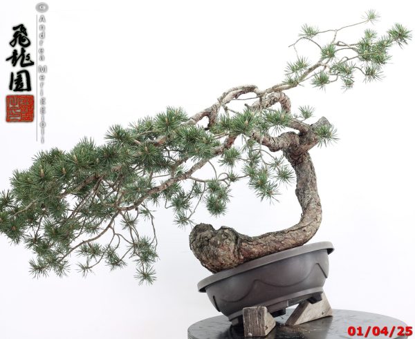 Pinus sylvestris - immagine 7