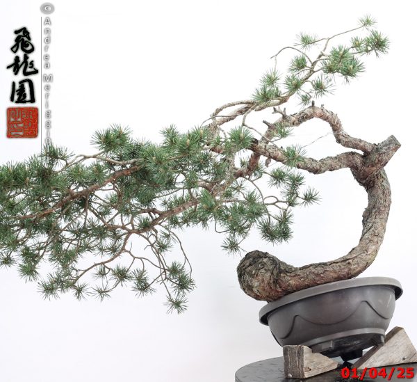 Pinus sylvestris - immagine 8