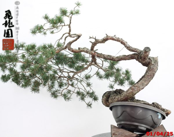 Pinus sylvestris - immagine 9