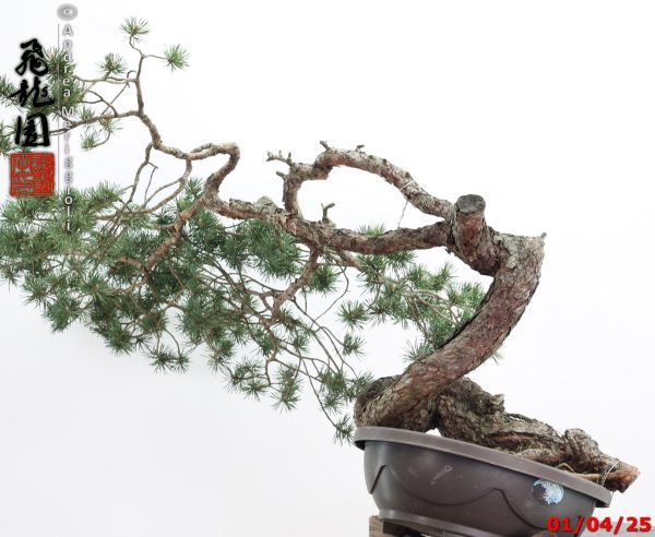 Pinus sylvestris - immagine 10
