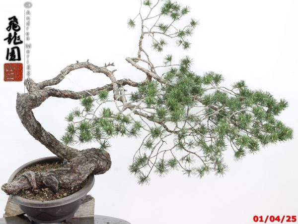 Pinus sylvestris - immagine 11