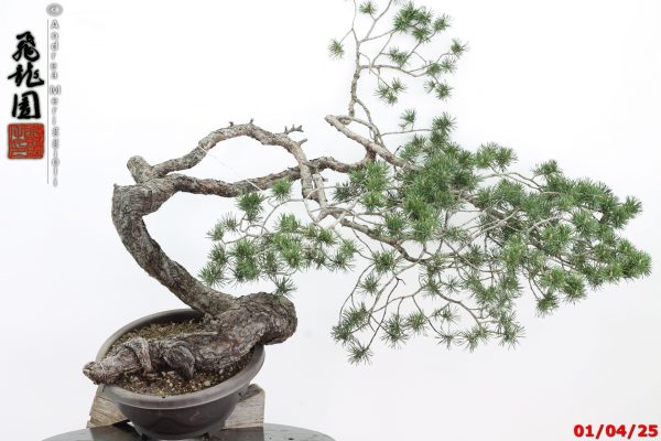 Pinus sylvestris - immagine 12