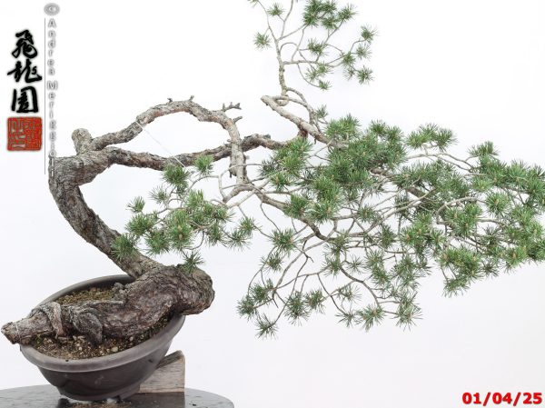 Pinus sylvestris - immagine 13