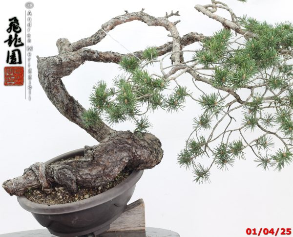 Pinus sylvestris - immagine 14