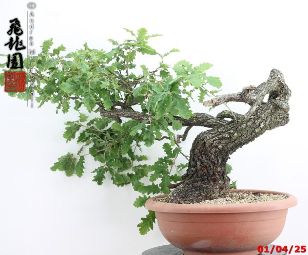 Quercus pubescens
