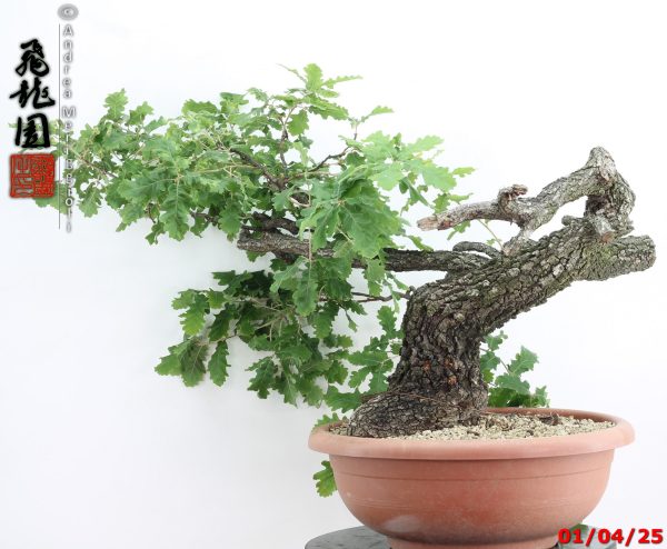 Quercus pubescens - immagine 10