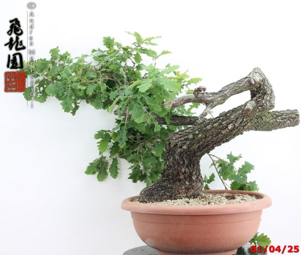 Quercus pubescens - immagine 11